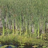 Typha angustifolia