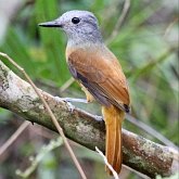 Birds Passeriformes - Tyrannidae (Tyrant Flycatchers)