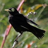 Aves Passeriformes - Tyrannidae (tiran&#237;deos)