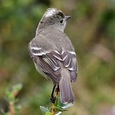 Aves Passeriformes - Tyrannidae (tiran&#237;deos)