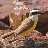 Aves Passeriformes - Tyrannidae (tiranídeos)