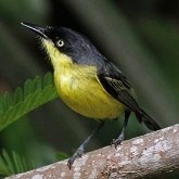 Aves Passeriformes - Tyrannidae (tiran&#237;deos)