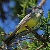 Aves Passeriformes - Tyrannidae (tiran&#237;deos)