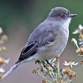 Aves Passeriformes - Tyrannidae (tiranídeos)