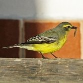 Ptaki Passeriformes - Tyrannidae (tyrankowate)