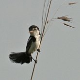 Ptaki Passeriformes - Tyrannidae (tyrankowate)