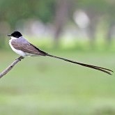 Oiseaux Passeriformes - Tyrannid&#233;s