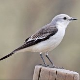 Oiseaux Passeriformes - Tyrannid&#233;s