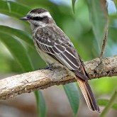 Oiseaux Passeriformes - Tyrannid&#233;s