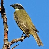 Oiseaux Passeriformes - Tyrannid&#233;s