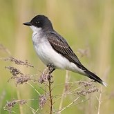 Oiseaux Passeriformes - Tyrannid&#233;s