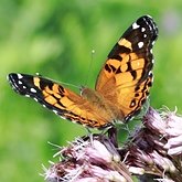Vanessa virginiensis