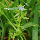 Veronica arvensis