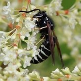 Vespula consobrina