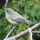 Vireo philadelphicus
