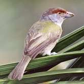 Birds Passeriformes - Vireonidae (Vireos)
