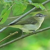 Oiseaux Passeriformes - Vir&#233;onid&#233;s