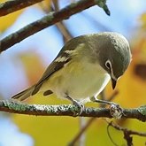 Oiseaux Passeriformes - Vir&#233;onid&#233;s