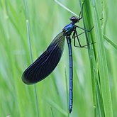 Owady - Ważki równoskrzydłe (Odonata, Zygoptera)