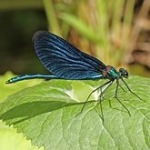 Owady - Ważki r&#243;wnoskrzydłe (Odonata, Zygoptera)