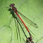 Owady - Ważki równoskrzydłe (Odonata, Zygoptera)