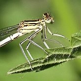Owady - Ważki r&#243;wnoskrzydłe (Odonata, Zygoptera)