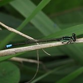 Owady - Ważki równoskrzydłe (Odonata, Zygoptera)