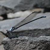 Owady - Ważki r&#243;wnoskrzydłe (Odonata, Zygoptera)