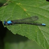 Owady - Ważki równoskrzydłe (Odonata, Zygoptera)