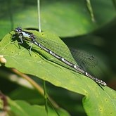 Owady - Ważki r&#243;wnoskrzydłe (Odonata, Zygoptera)