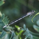 Owady - Ważki r&#243;wnoskrzydłe (Odonata, Zygoptera)