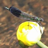 Owady - Ważki r&#243;wnoskrzydłe (Odonata, Zygoptera)