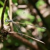 Owady - Ważki r&#243;wnoskrzydłe (Odonata, Zygoptera)