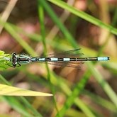 Owady - Ważki równoskrzydłe (Odonata, Zygoptera)