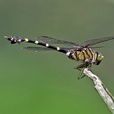 Owady - Ważki różnoskrzydłe (Odonata, Anisoptera)