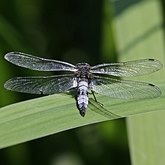 Owady - Ważki r&#243;żnoskrzydłe (Odonata, Anisoptera)