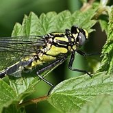 Owady - Ważki r&#243;żnoskrzydłe (Odonata, Anisoptera)