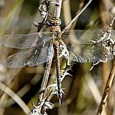 Owady - Ważki r&#243;żnoskrzydłe (Odonata, Anisoptera)