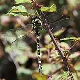 Owady - Ważki różnoskrzydłe (Odonata, Anisoptera)