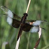 Owady - Ważki różnoskrzydłe (Odonata, Anisoptera)