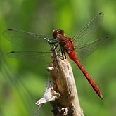 Owady - Ważki r&#243;żnoskrzydłe (Odonata, Anisoptera)