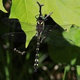 Owady - Ważki różnoskrzydłe (Odonata, Anisoptera)