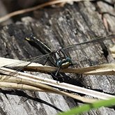 Owady - Ważki r&#243;żnoskrzydłe (Odonata, Anisoptera)