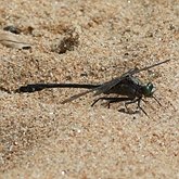 Owady - Ważki r&#243;żnoskrzydłe (Odonata, Anisoptera)