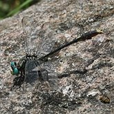 Owady - Ważki r&#243;żnoskrzydłe (Odonata, Anisoptera)