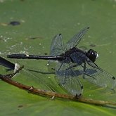 Owady - Ważki różnoskrzydłe (Odonata, Anisoptera)