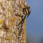 Owady - Ważki różnoskrzydłe (Odonata, Anisoptera)