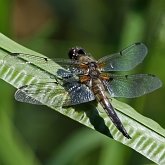 Owady - Ważki różnoskrzydłe (Odonata, Anisoptera)