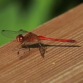 Owady - Ważki różnoskrzydłe (Odonata, Anisoptera)