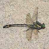 Owady - Ważki r&#243;żnoskrzydłe (Odonata, Anisoptera)